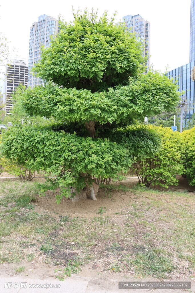 造型独特的景观绿植