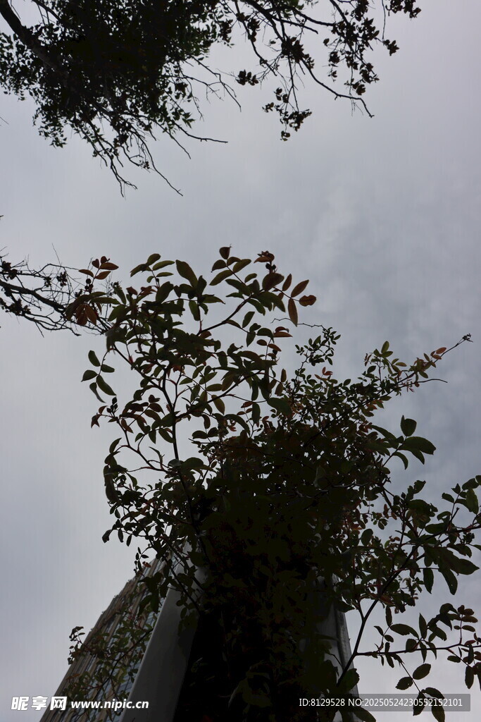 仰视视角下的繁茂树木