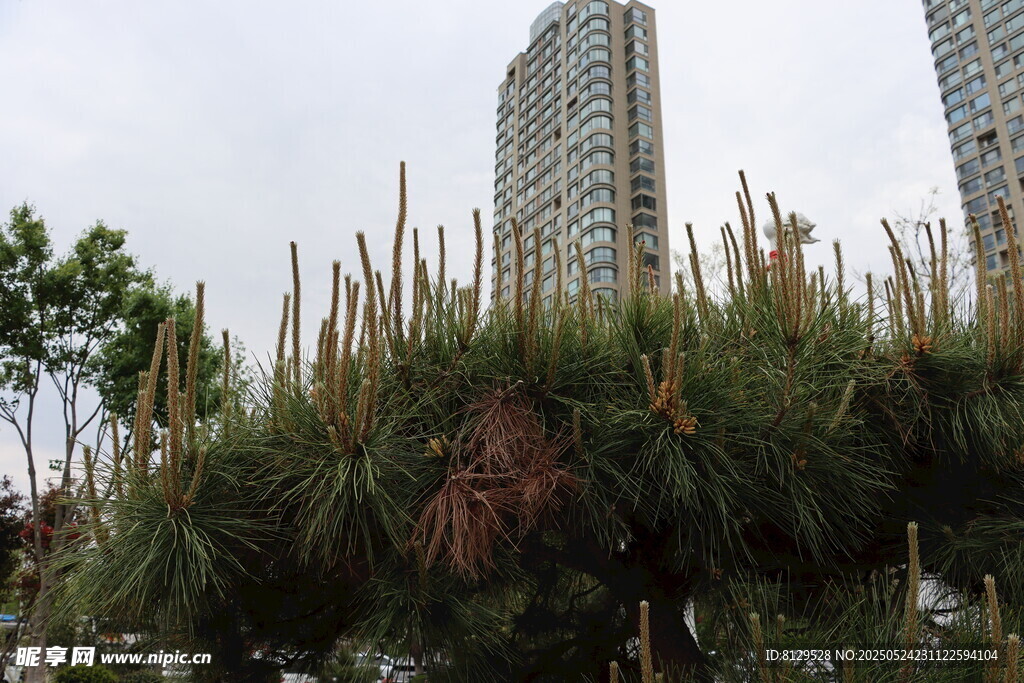 城市中高耸的植物景观