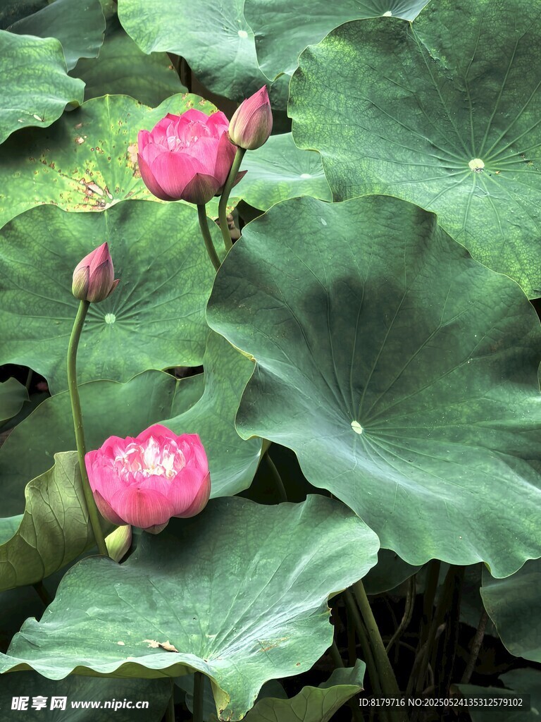 娇艳荷花绽放于绿叶间