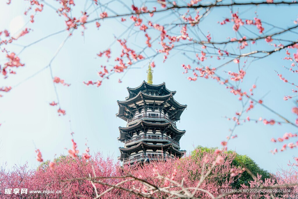 樱花簇拥下的古风塔楼