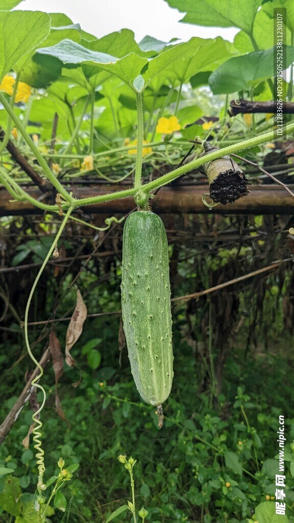 藤蔓上的鲜嫩黄瓜