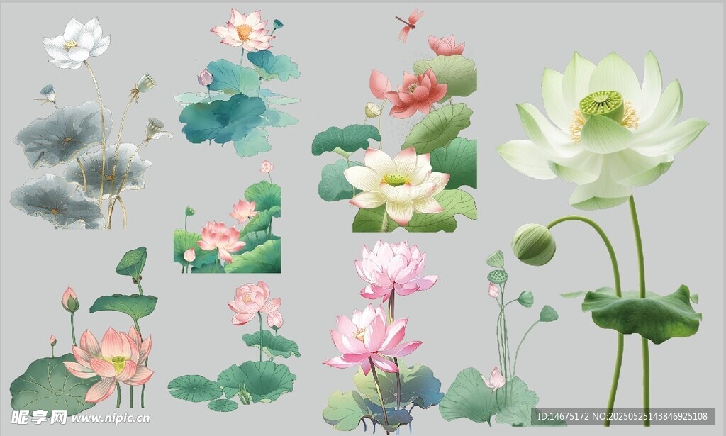中式荷花荷叶插画素材