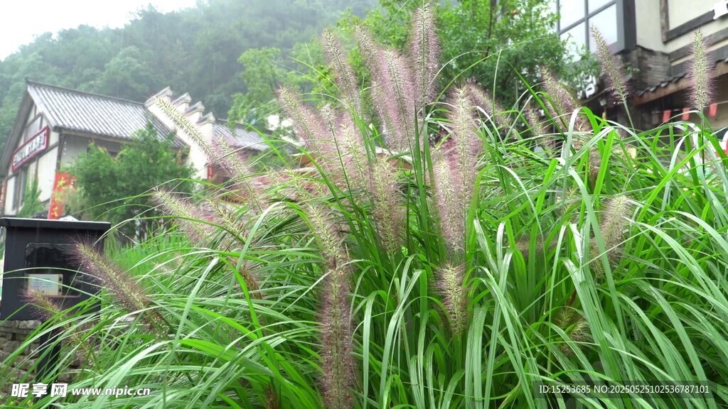 翠绿草丛中的蓬勃狗尾草