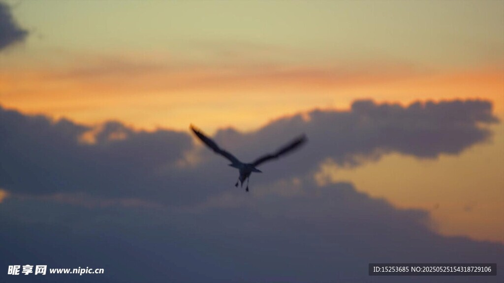 夕阳下飞鸟翱翔天际