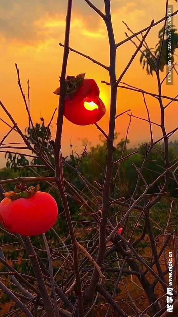 夕阳下枝头的红灯笼