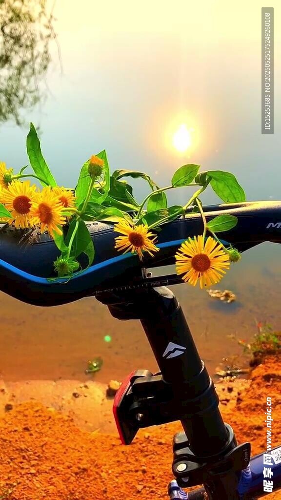 车把上的向日葵与夕阳