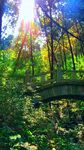 阳光洒落林间石桥美景