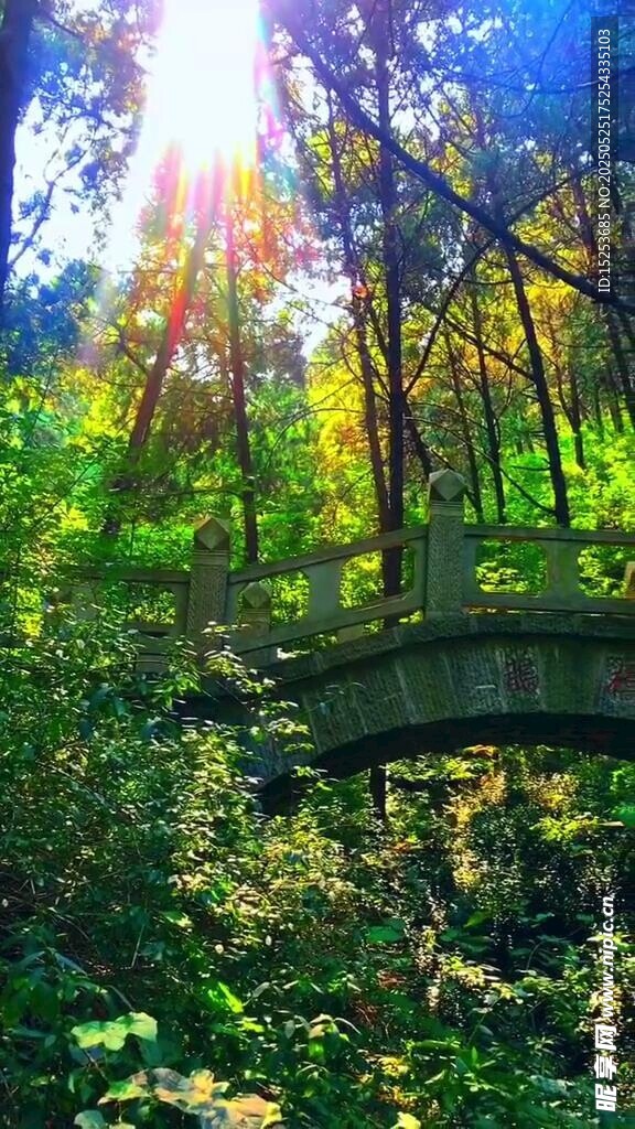 阳光洒落林间石桥美景