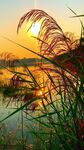 夕阳下的湖畔芦苇美景