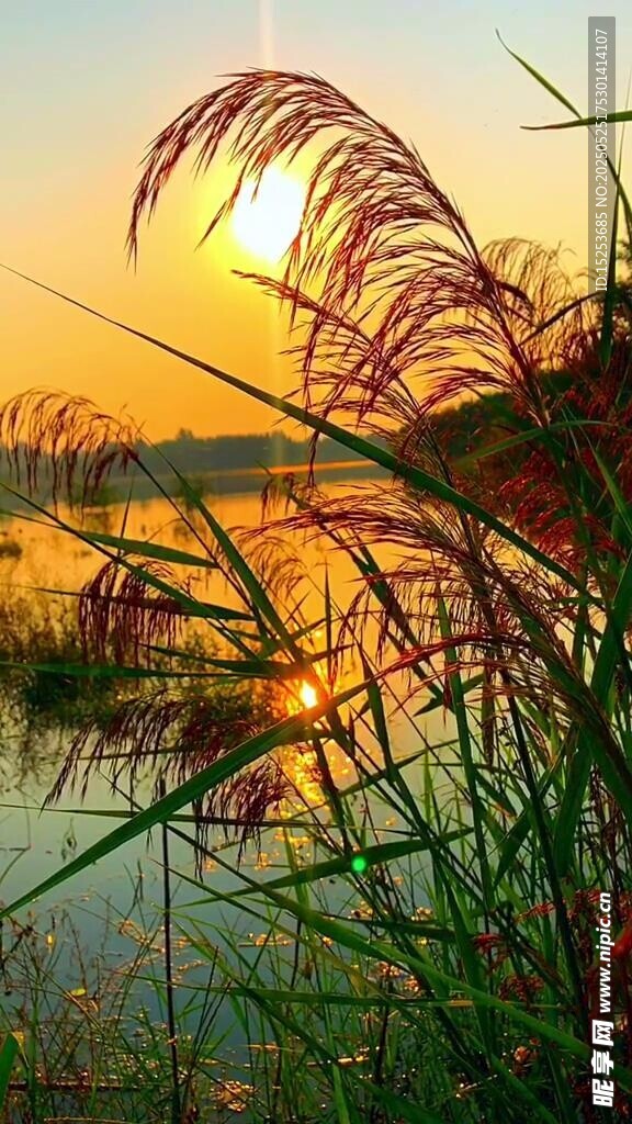 夕阳下的湖畔芦苇美景