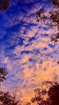 夕阳下的绚烂天空与树梢