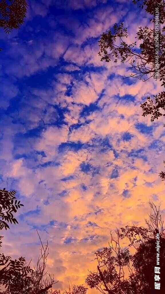 夕阳下的绚烂天空与树梢