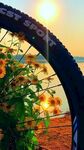 夕阳下自行车与绚烂花卉