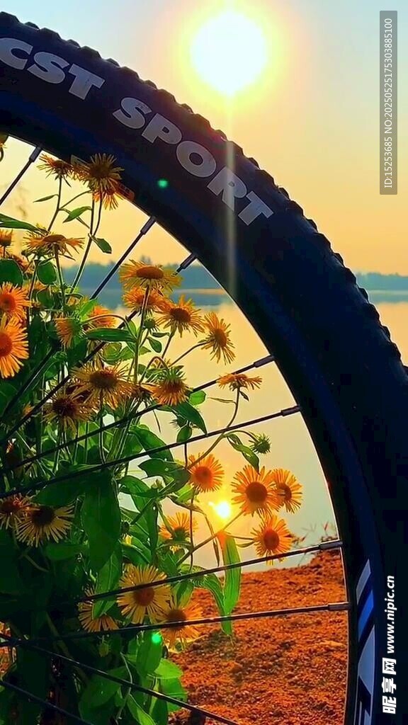 夕阳下自行车与绚烂花卉