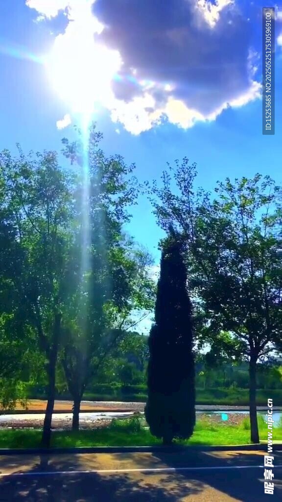 阳光下的绿树与开阔景致