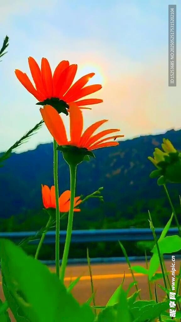 夕阳下绽放的艳丽花朵