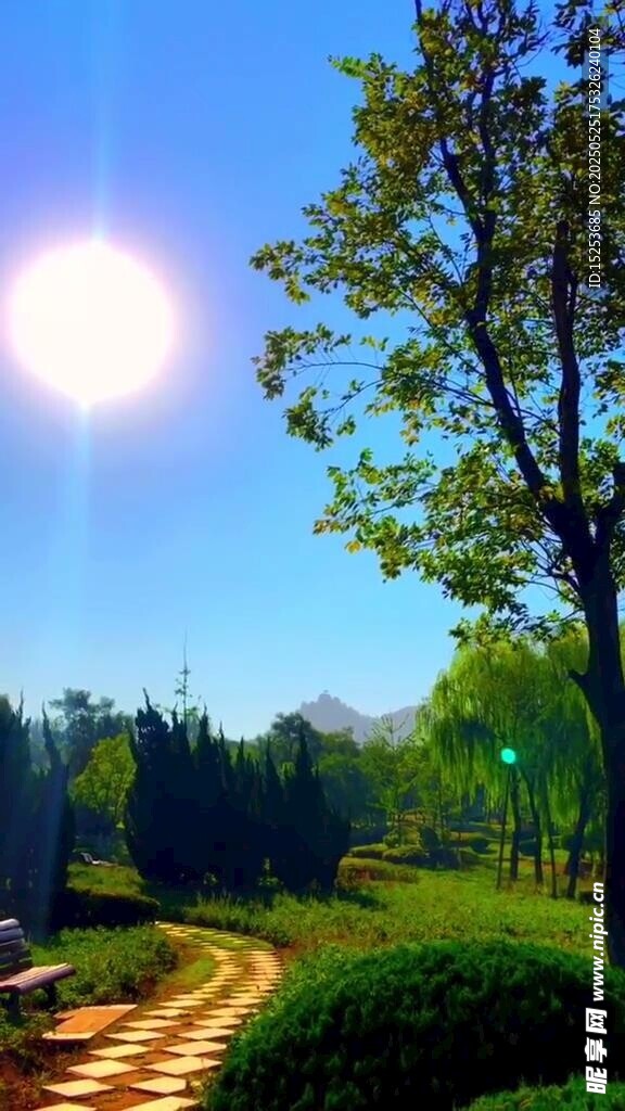 阳光照耀下的林间小径