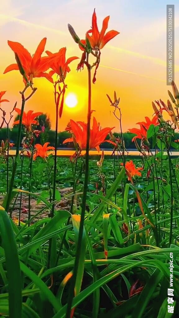 夕阳下绽放的艳丽花朵