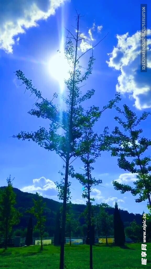 阳光照耀下的山林美景