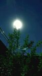 月夜下的绿植与建筑轮廓