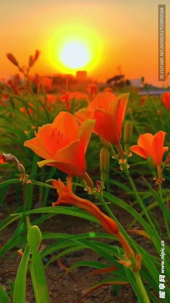 夕阳下绽放的艳丽花朵