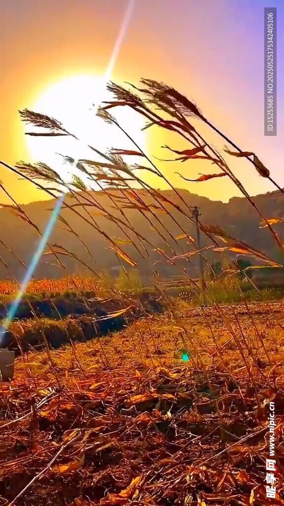 夕阳下的芦苇美景