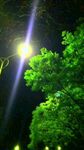 夜中绿树映灯光