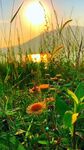 夕阳下的花草美景