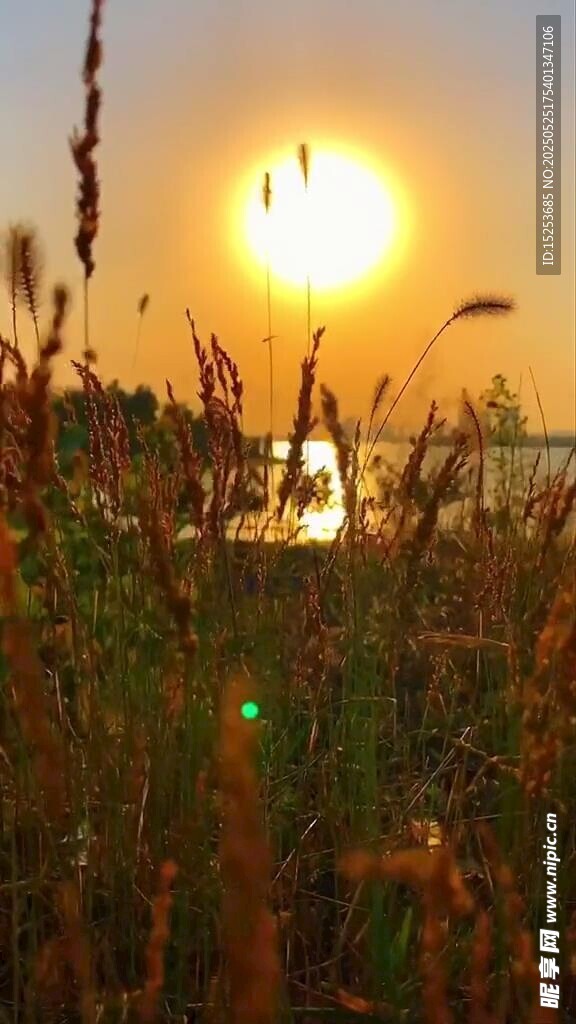夕阳下的草地与闪耀光芒