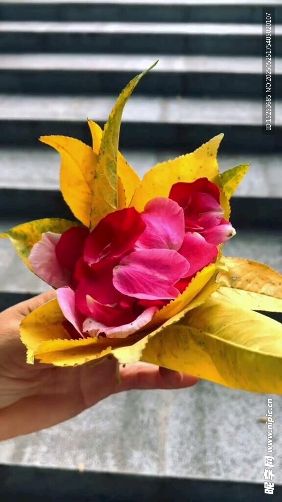 多彩花卉特写