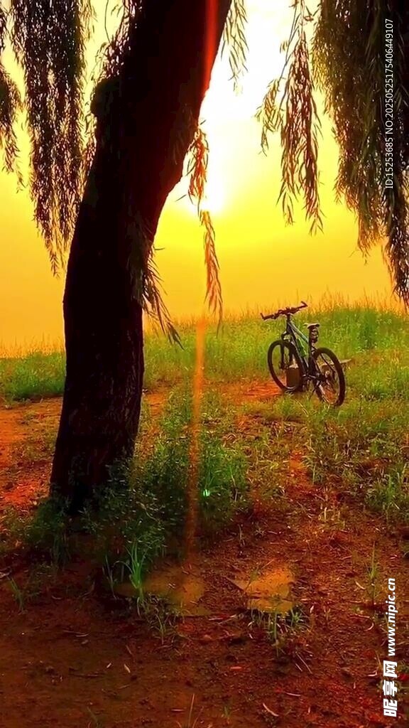 夕阳下的垂柳与单车美景