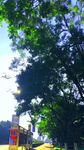 绿树掩映下的城市景象