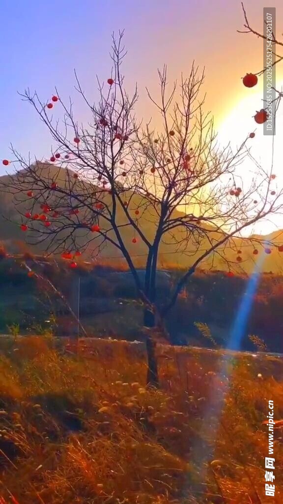 夕阳下的孤树美景