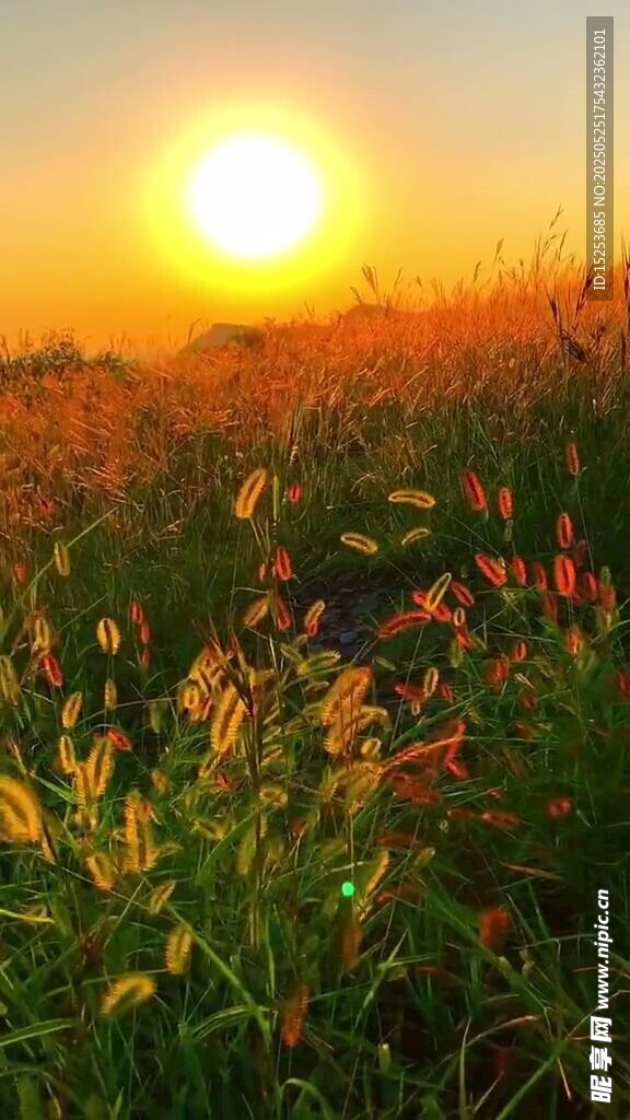 夕阳下的绚烂花草世界