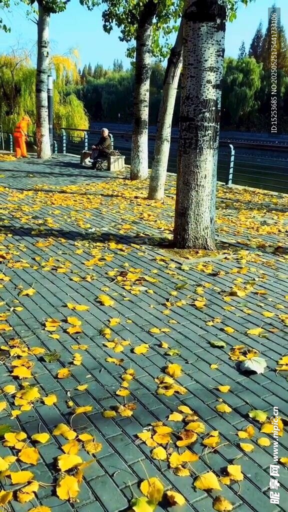 秋日落叶铺就的静谧步道