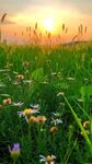 夕阳下的绚烂野花草地