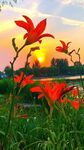 夕阳下绽放的艳丽花朵