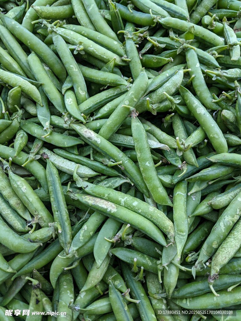 豌豆荚