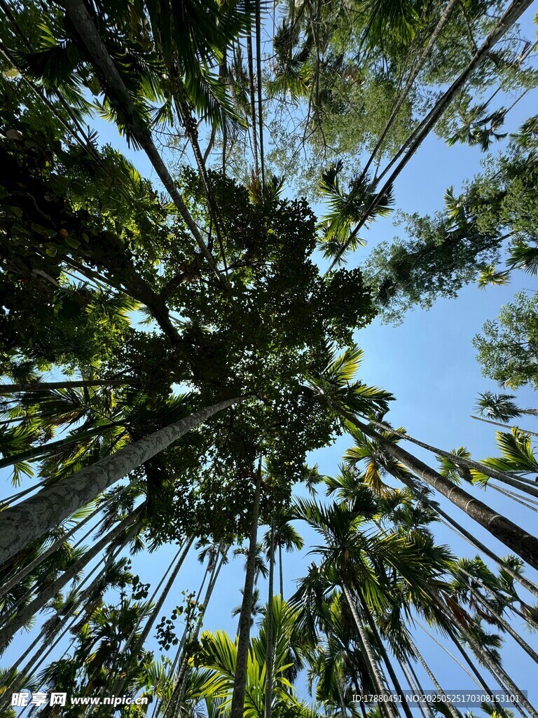 树林
