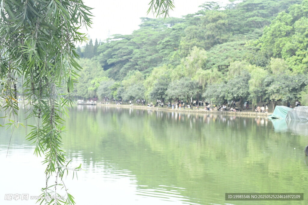 宁静的湖面水面倒影垂柳
