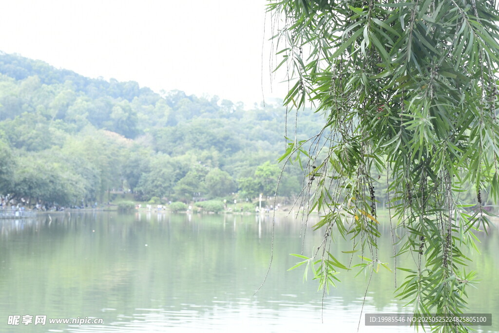 宁静的水面湖面垂柳倒影