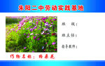 格桑花