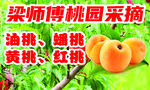 桃园采摘