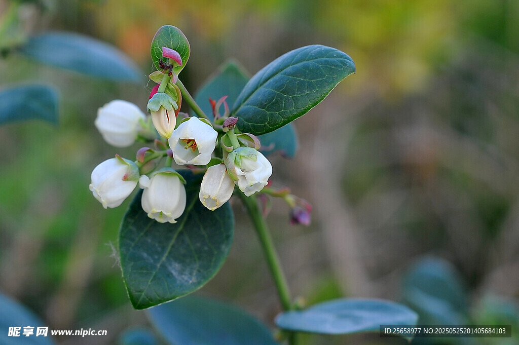 一朵蓝莓花