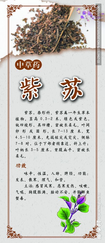 中药材展板 紫苏