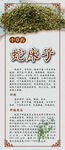 中药材展板 蛇床子