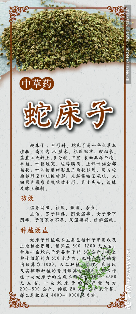 中药材展板 蛇床子