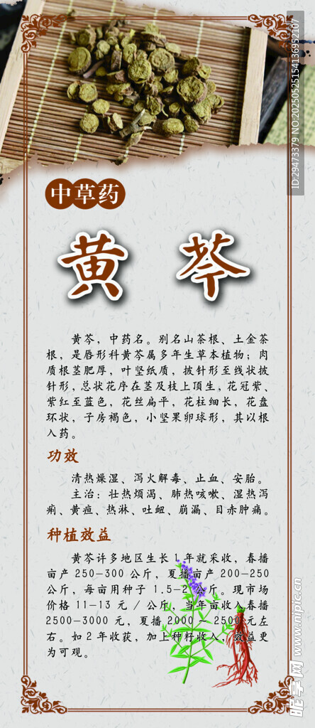 中药材展板 黄芩