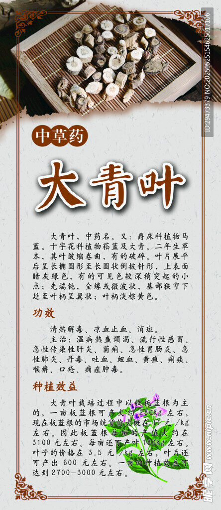 中药材展板 大青叶